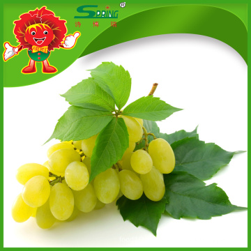 Fresh white / green globe grapes para la venta